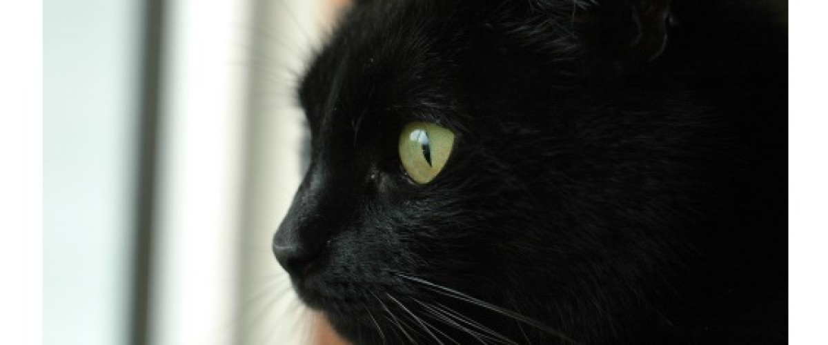 Black Cat Helps Couple Win €2.26m Irish Lotto Prize