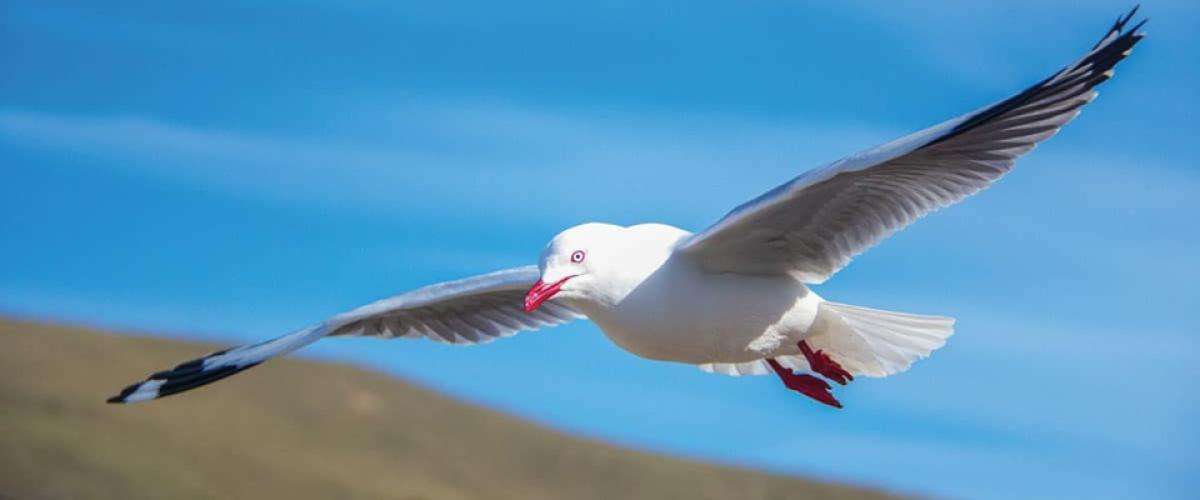 Seagull Incident Leads to £1 million EuroMillions Win