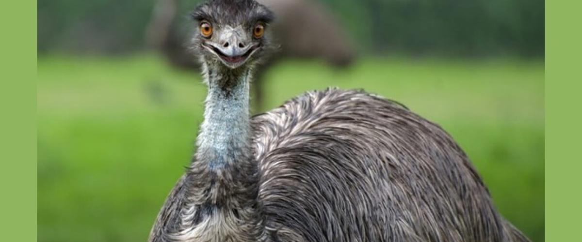 $2 million Lottery Winner Wants to Build an Emu Race Track