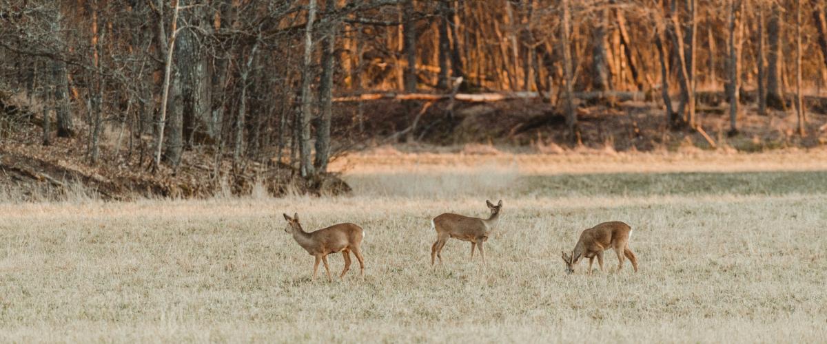 Kentucky Resident Hunts Down a $1.1 Million Jackpot Whilst Pursuing Deer