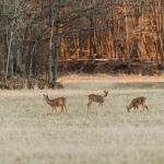 Kentucky Resident Hunts Down a $1.1 Million Jackpot Whilst Pursuing Deer