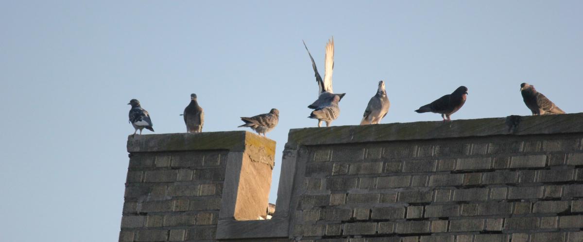 A Bird Collision Foretells a Mega Millions Fortune for a New Jersey Resident