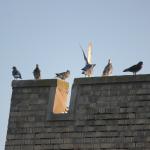 A Bird Collision Foretells a Mega Millions Fortune for a New Jersey Resident